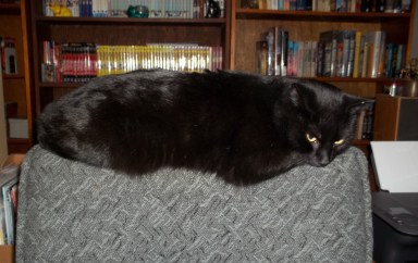 Despite the death-glare in this photo, Zuko loves to cuddle.